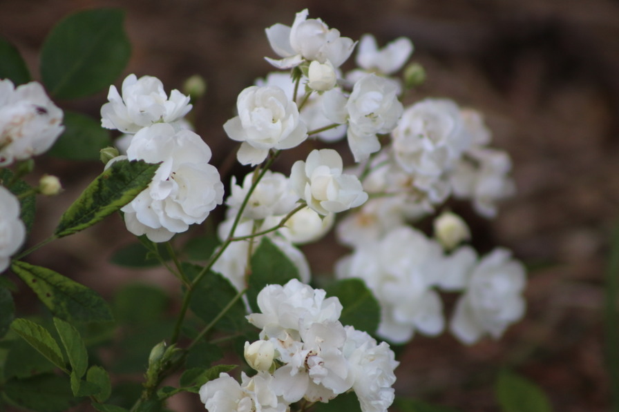 'Pâquerette (polyantha, Guillot, 1872)' rose photo