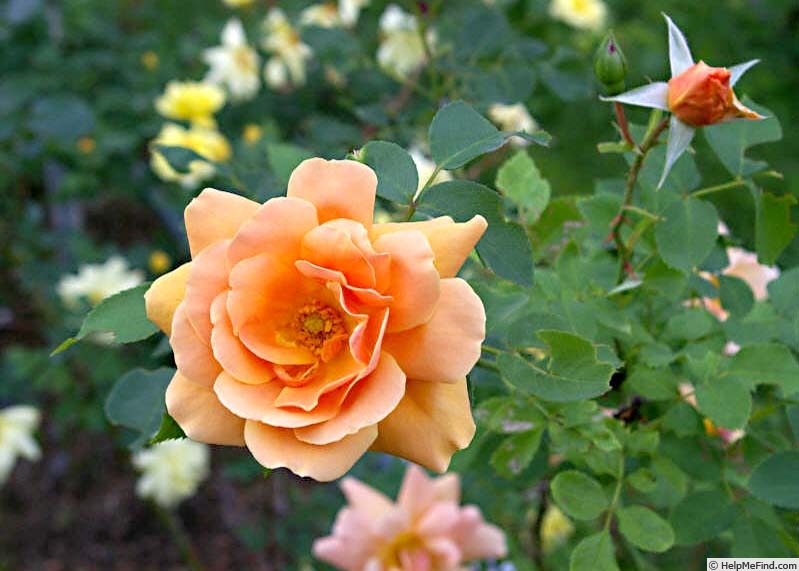 'Copper Glow' rose photo