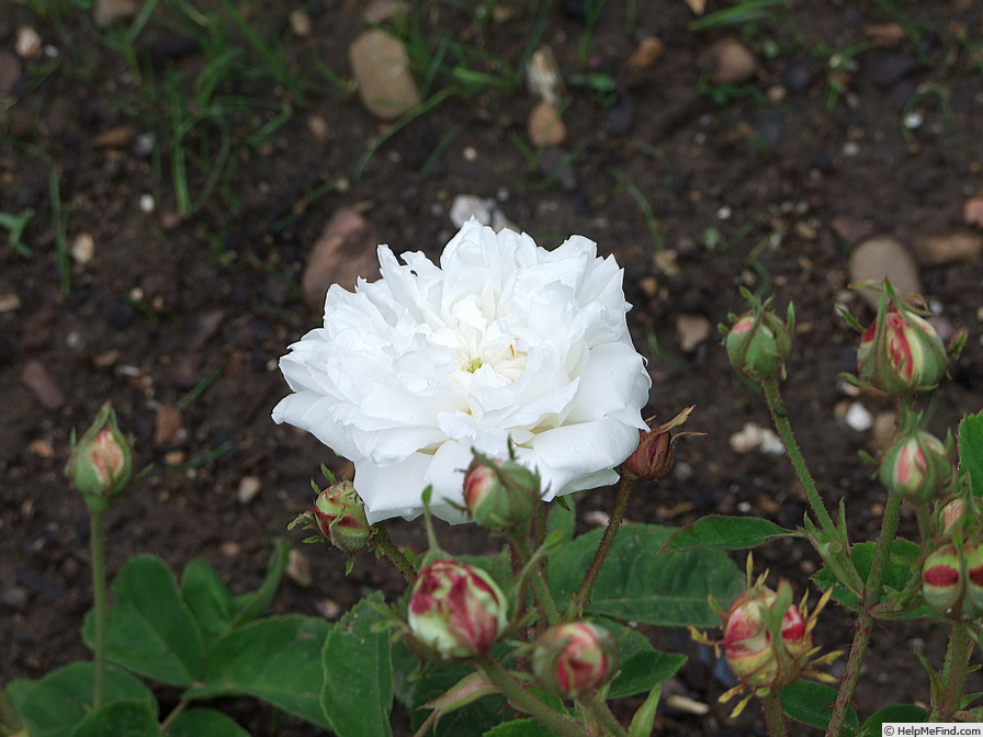 'Unique Blanche (Centifolia)' rose photo