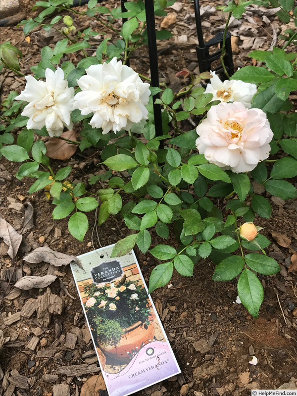 'Cream Veranda ®' rose photo