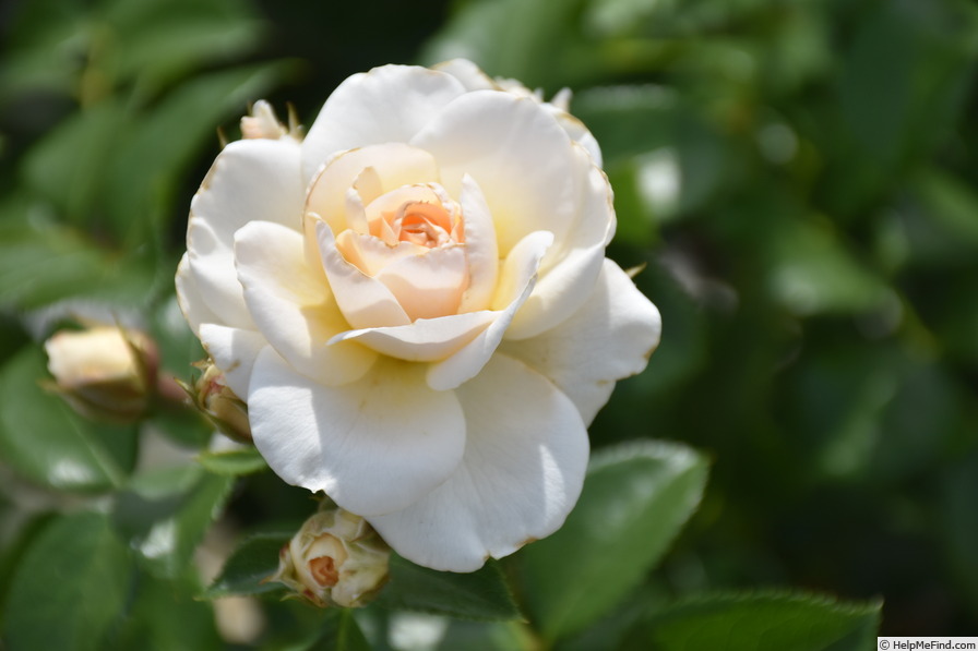 'Sirius ® (floribunda, Evers/Tantau, 2005/13)' rose photo