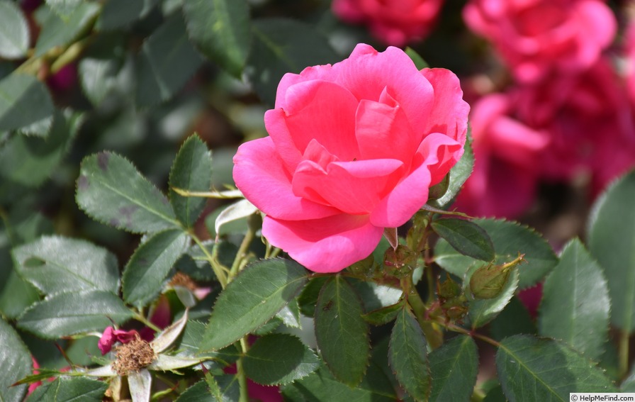'Gartenfreund ®' rose photo