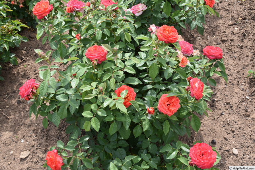'Feurio ® (floribunda, Proll/Kordes, 2006/17)' rose photo