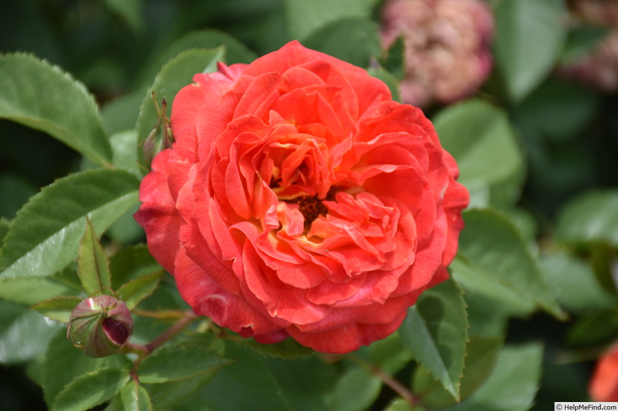 'Feurio ® (floribunda, Proll/Kordes, 2006/17)' rose photo