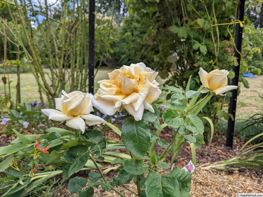 'Fontanelle (hybrid tea, Hill, 1927)' rose photo