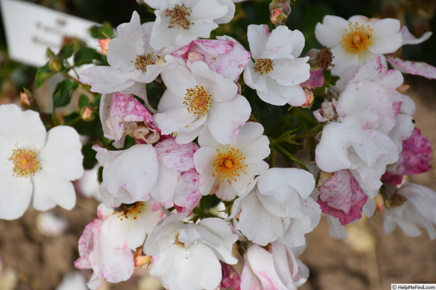 'Venice ®' rose photo