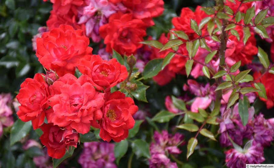 'Limesglut' rose photo