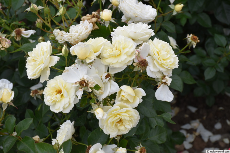 'Gletscherfee (shrub, Kordes 1998)' rose photo