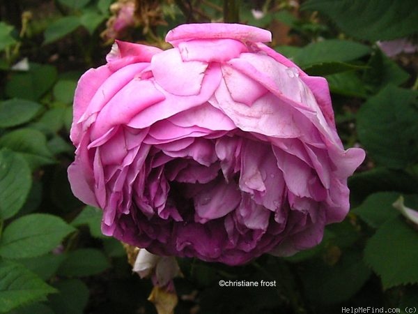 'Caroline Bank' rose photo