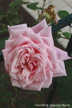 'Blossomtime (Large Flowered Climber, O'Neal, 1951)' rose photo