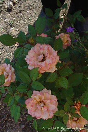 'Alexandra Kordana ®' rose photo