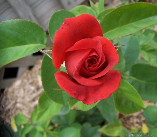 'Terra Cotta' rose photo