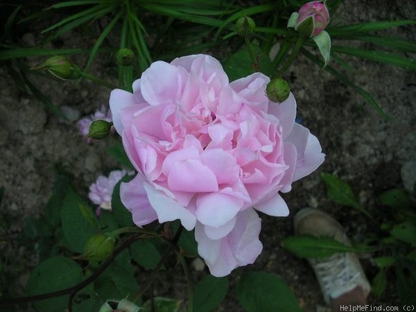 'Mortimer Sackler' rose photo