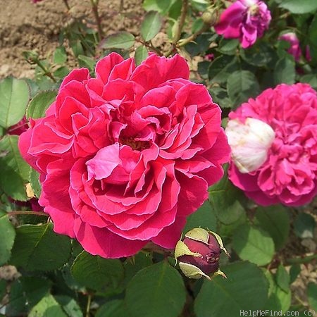 'Erinnerung an Schloss Scharfenstein' rose, click to enlarge 'Erinnerung an Schloss Scharfenstein' rose photo