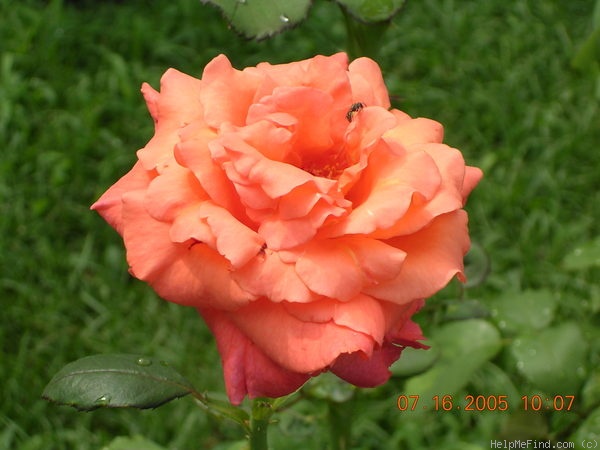 'Sundowner (grandiflora, McGredy 1978)' rose photo