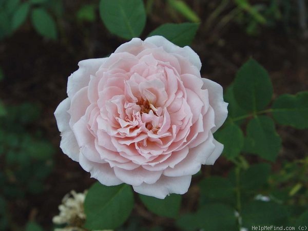 'Quietness' rose photo