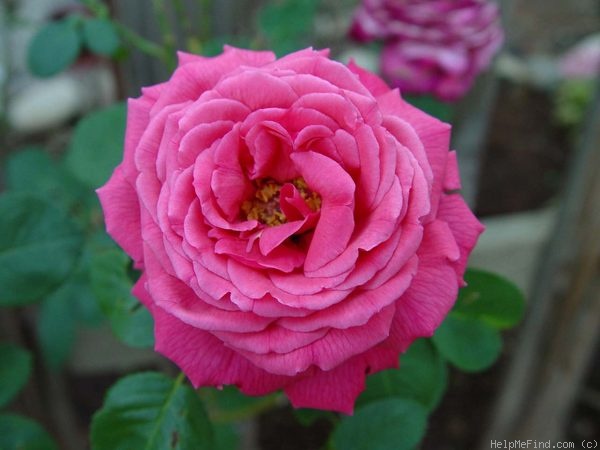 'Rose Rhapsody ™' rose photo