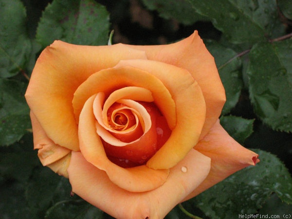 'Singing in the Rain' rose photo