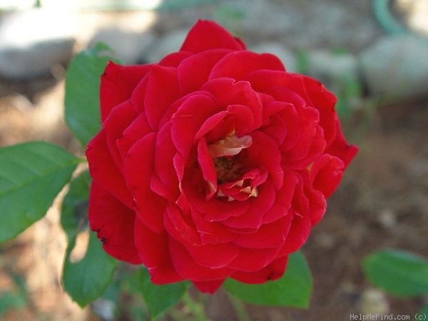 'Kiboh' rose photo