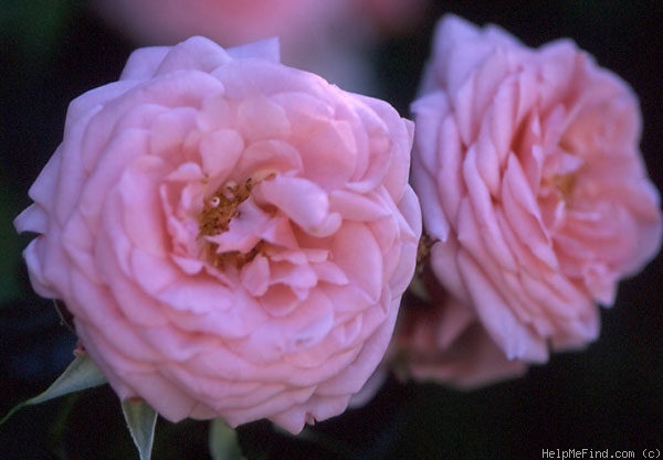'Carina, Cl. ®' rose photo