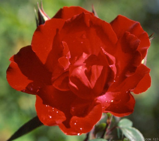 'Commitment' rose photo