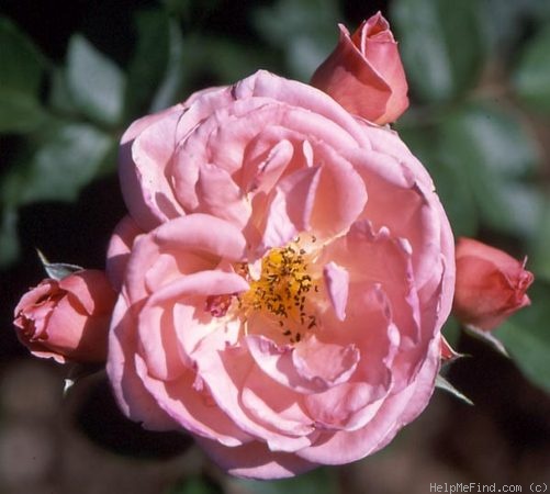 'Coral Border ®' rose photo