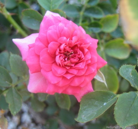 'Ace of Diamonds' rose photo