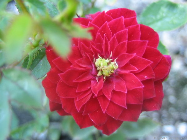 'Cherry Hi ™' rose photo