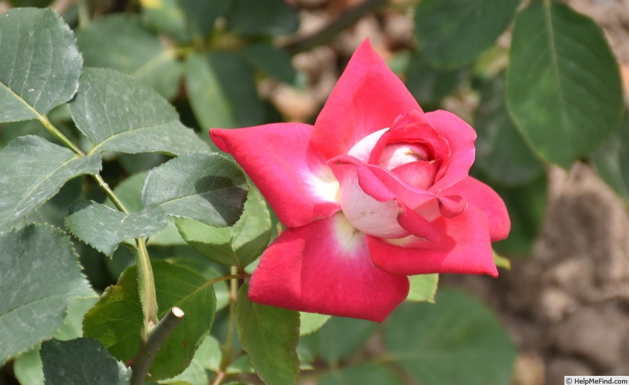 'Acapella ® (hybrid tea, Evers/Tantau, 1994)' rose photo