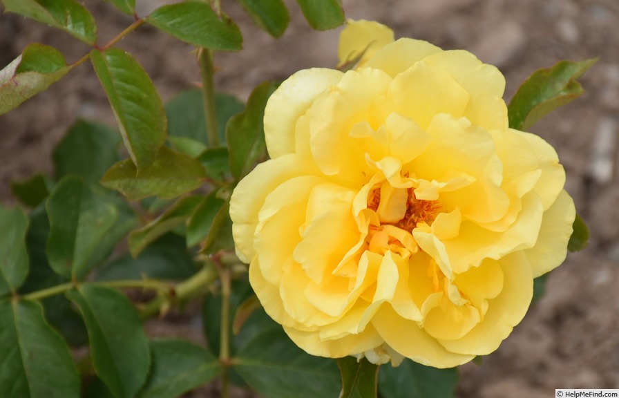 'Golden Medallion ® (hybrid tea, Kordes 1991)' rose photo