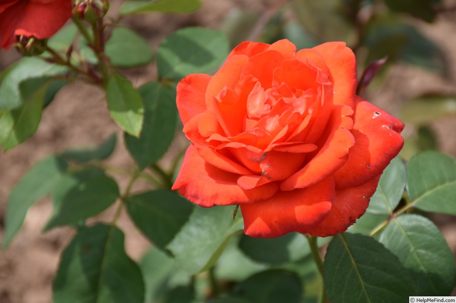 'Satellite ® (hybrid tea, Delbard, 1982)' rose photo