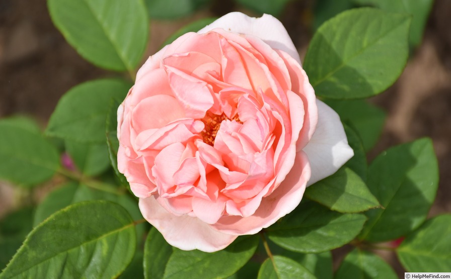 'Maxima Romantica ®' rose photo