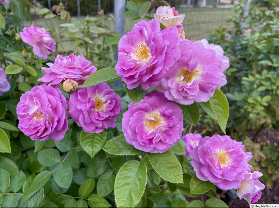 'Arctic Blue ™' rose photo