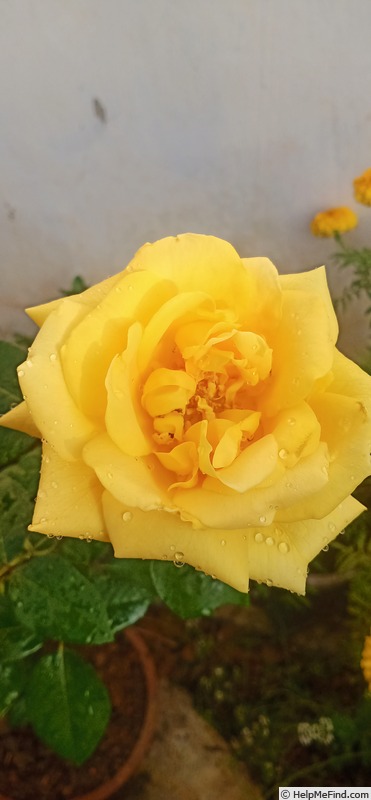 'Lion's International' rose photo