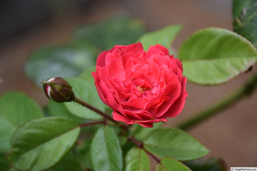 'Rödhätte' rose photo