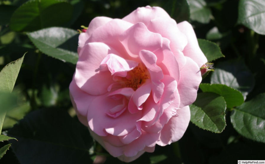 'Astrid Lindgren' rose photo
