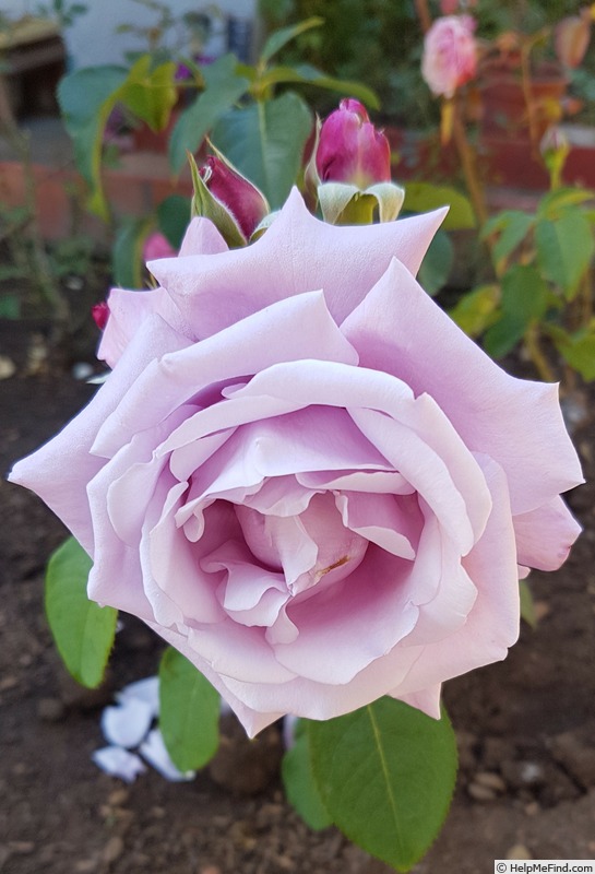 'Blue Moon' rose photo