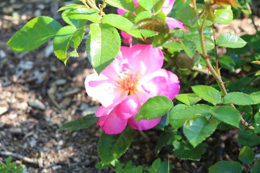 'Tourmaline ® (floribunda, Delbard, 2015)' rose photo