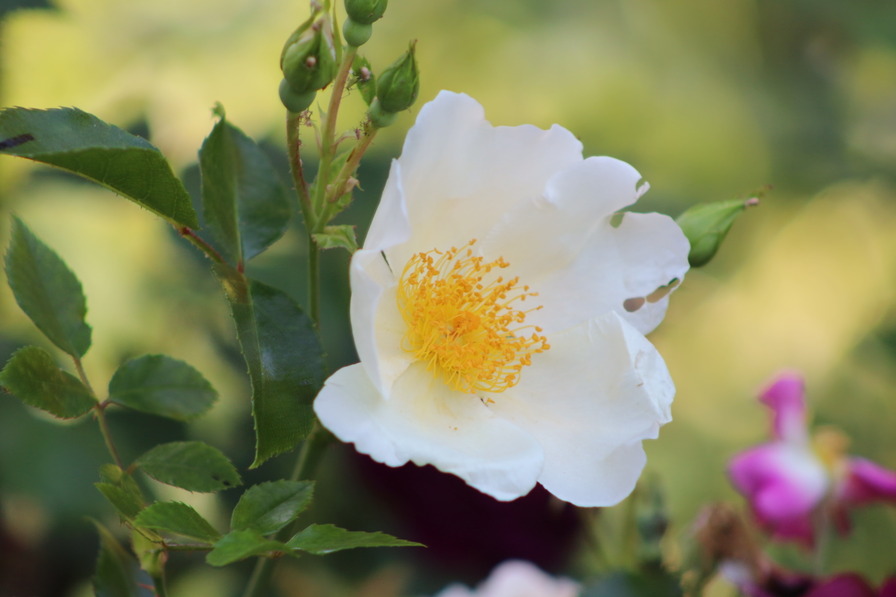 'Jersey Beauty' rose photo