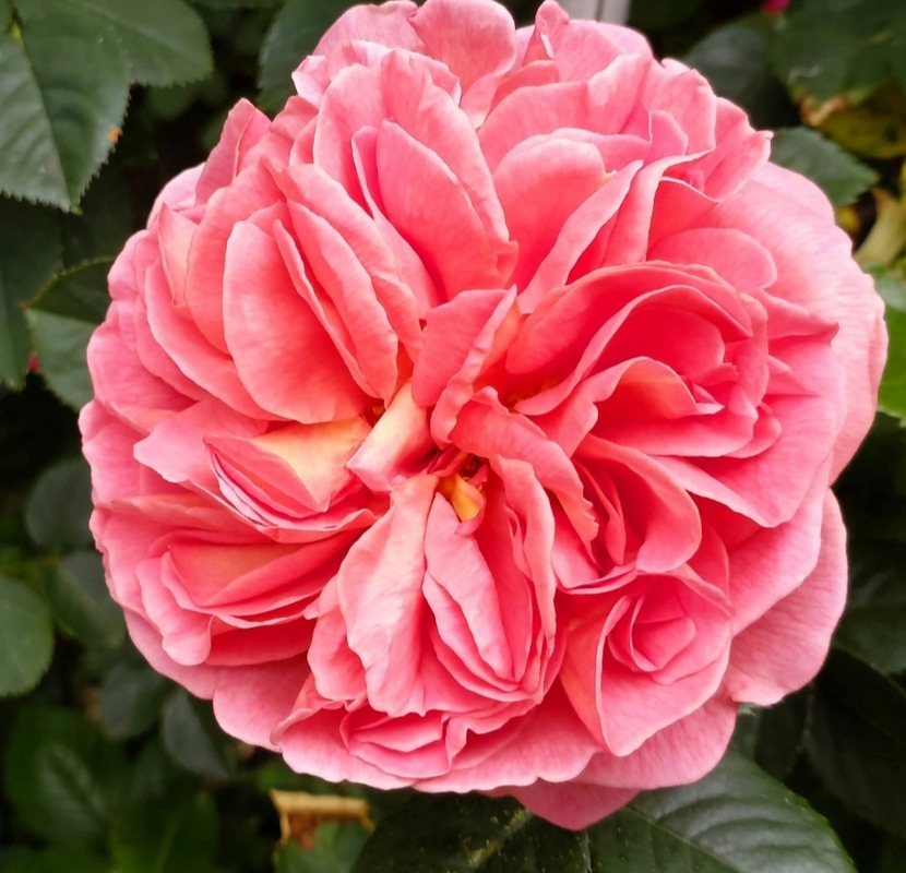 'Park Abbey Rose ®' rose photo
