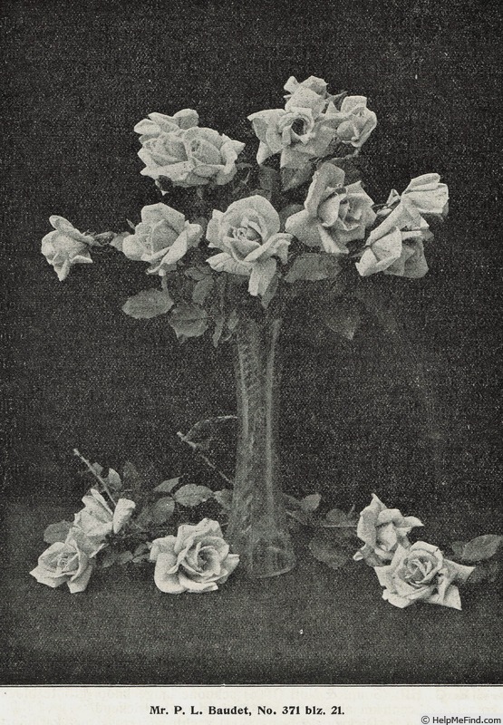 'Mr. P. L. Baudet' rose photo