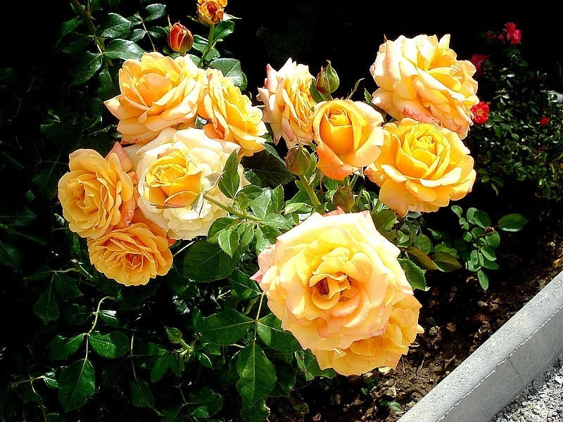 'Amber Flush' rose photo