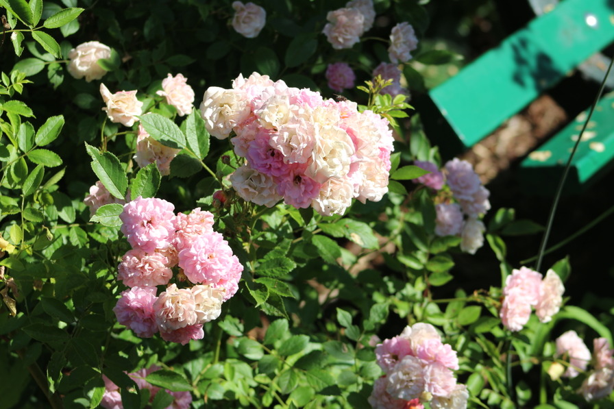 'Rosendorf Steinfurth'04' rose photo