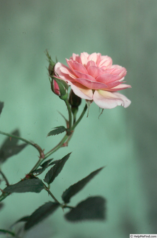 'Baby Face ™ (miniature, Lavar, 1982)' rose photo