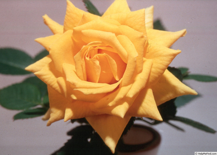 'Gala Gold' rose photo