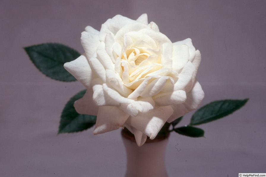 'Potluck ® Frosty' rose photo