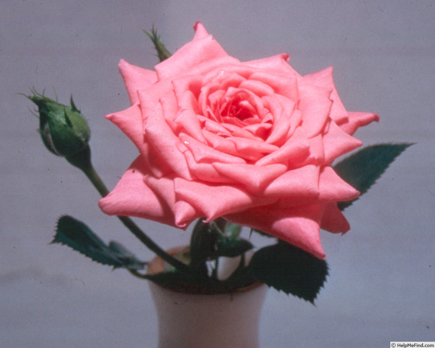 'Rosy Potluck ®' rose photo