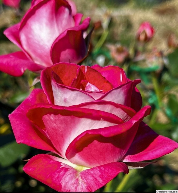 'Brindabella Stellar' rose photo
