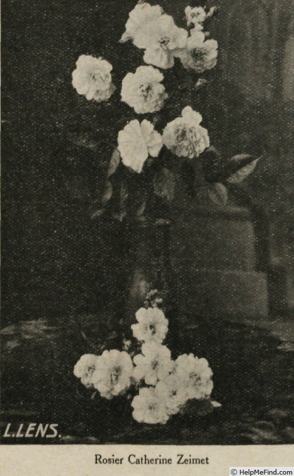 'Katharina Zeimet' rose photo