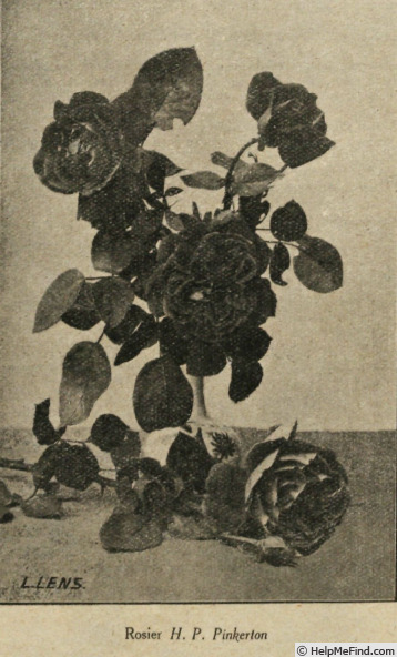 'H. P. Pinkerton' rose photo